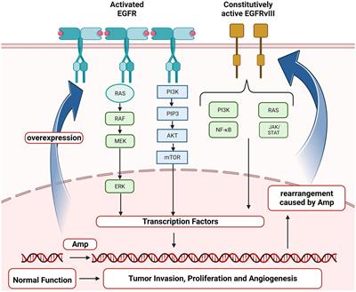 Clinical roles of EGFR amplification in diffuse gliomas: a real-world study using the 2021 WHO classification of CNS tumors